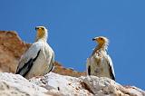 IMG_4917 avvoltoi Egyptian Vulture Shuabb, Socotra